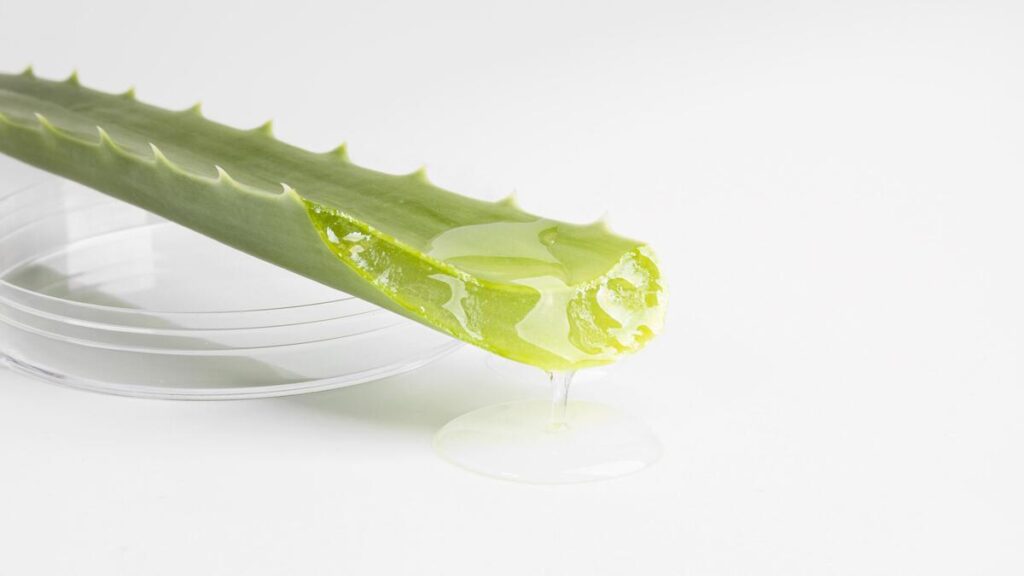 aloe vera
