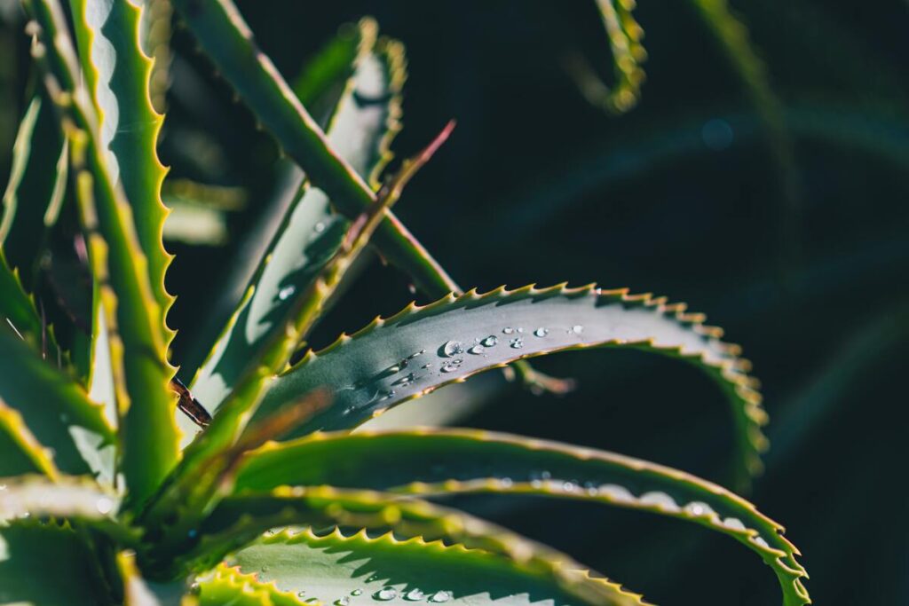 aloe vera