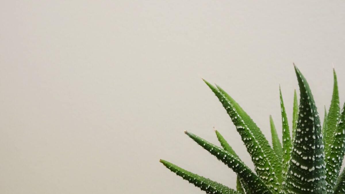 aloe vera