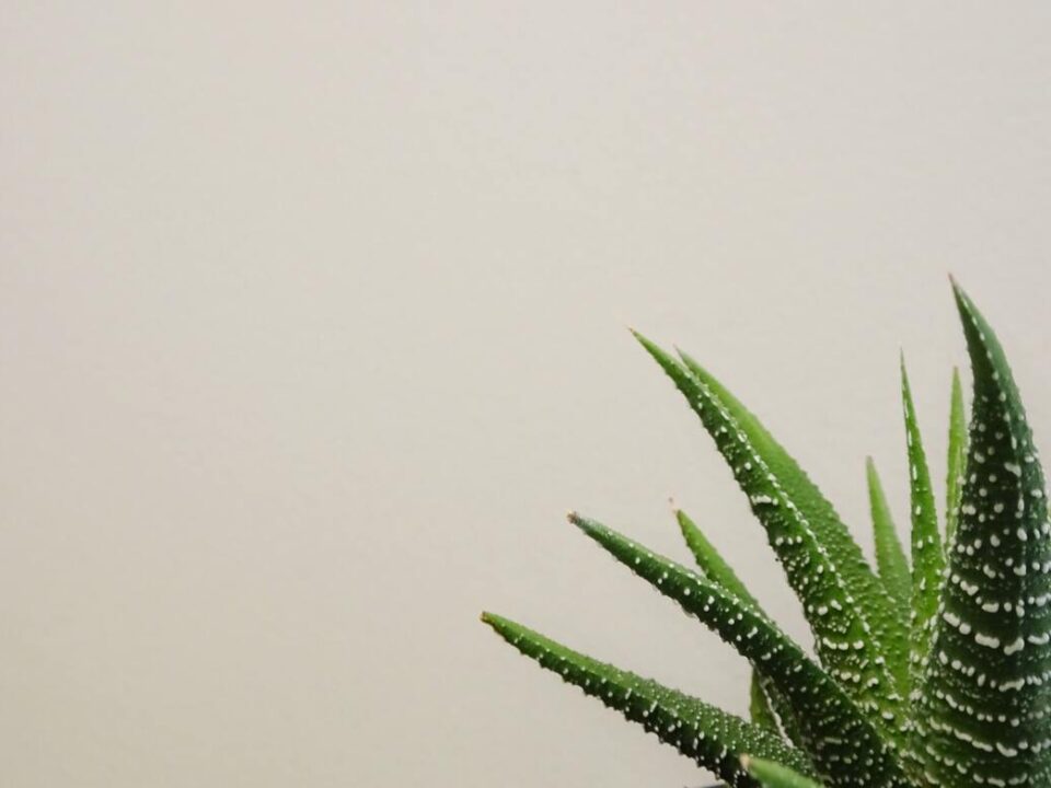 aloe vera