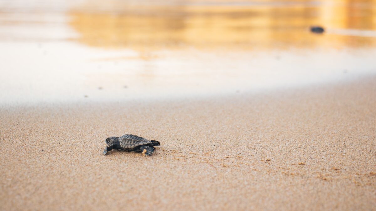 le tartarughe caretta caretta