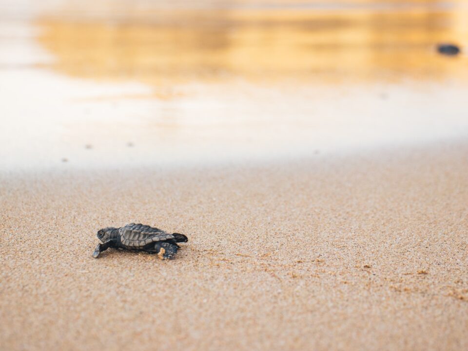 le tartarughe caretta caretta