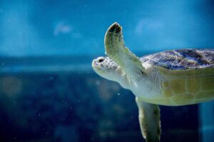 caretta caretta