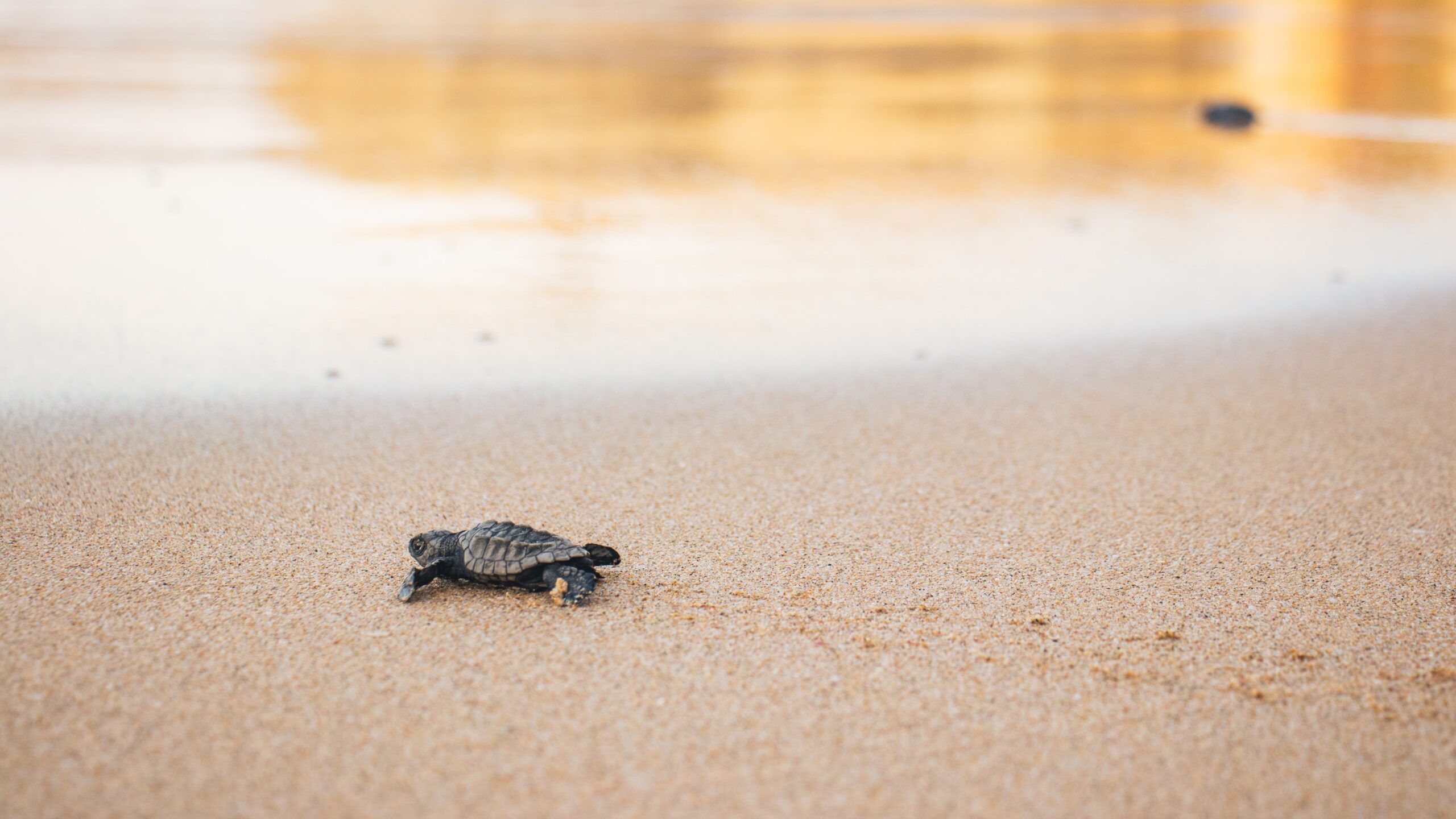 le tartarughe caretta caretta