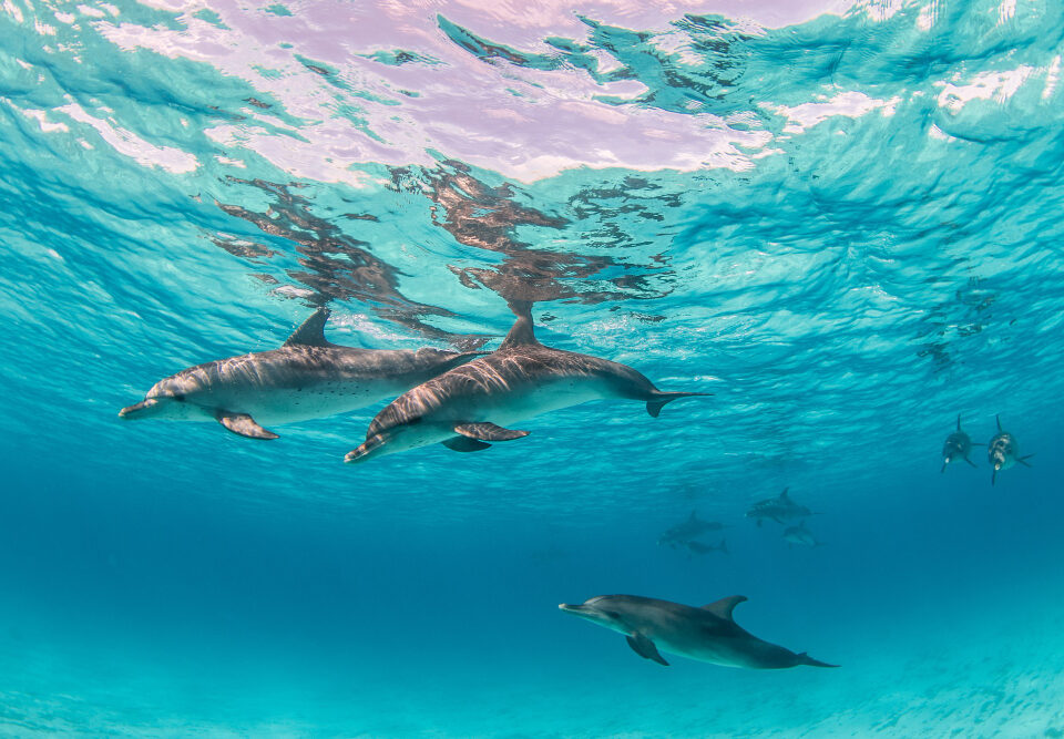 Delfini del Mediterraneo
