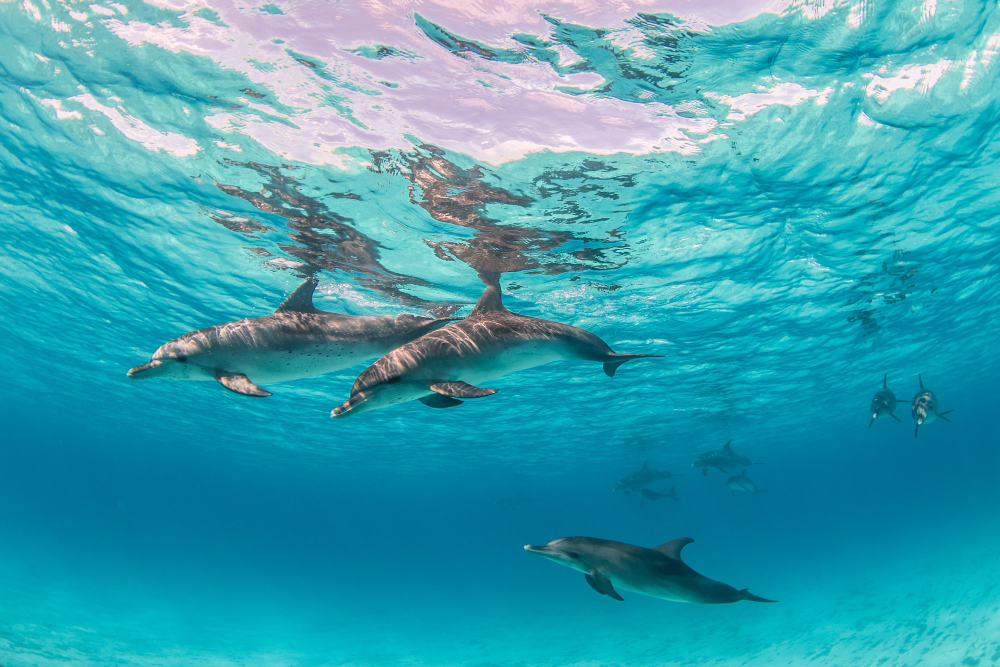 Delfini del Mediterraneo
