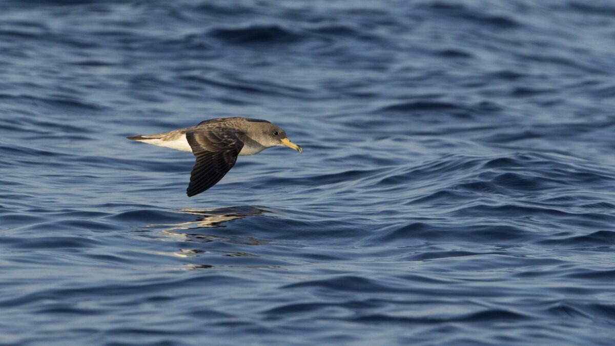 Fauna Pelagie - costahouse.it