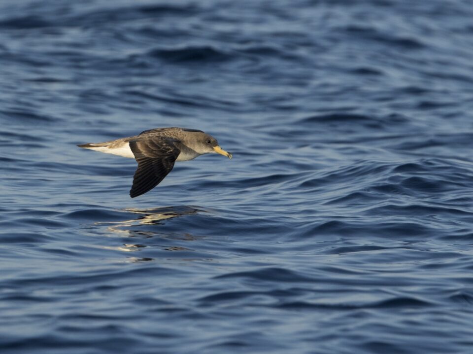 Fauna Pelagie - costahouse.it