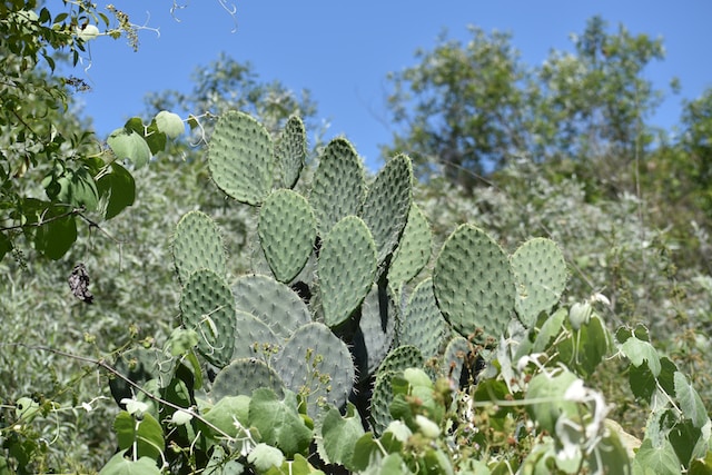 fichi d'india-3