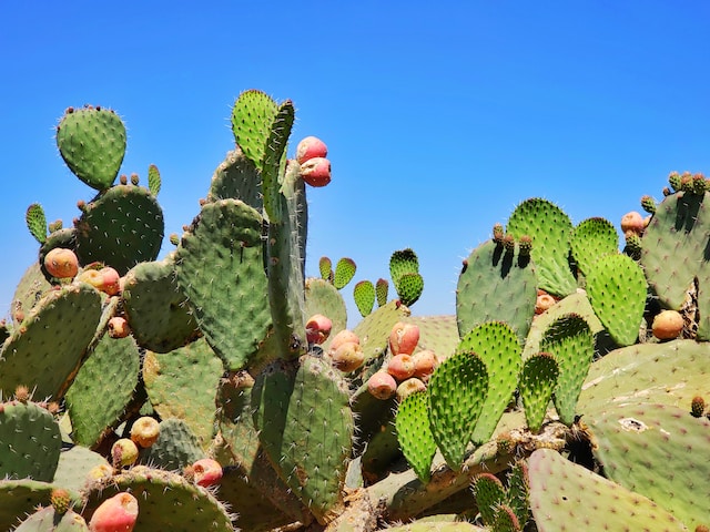 fichi d'india-4
