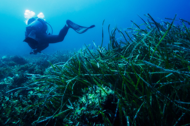 posidonia oceanica