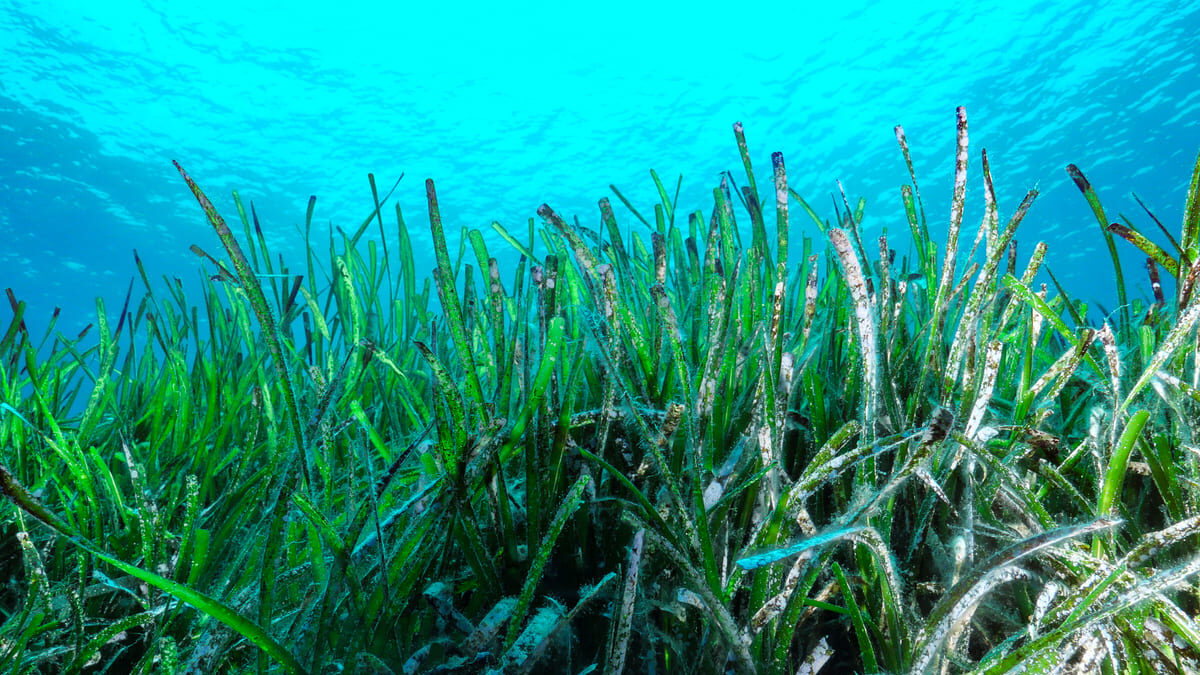 posidonia oceanica