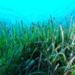 posidonia oceanica