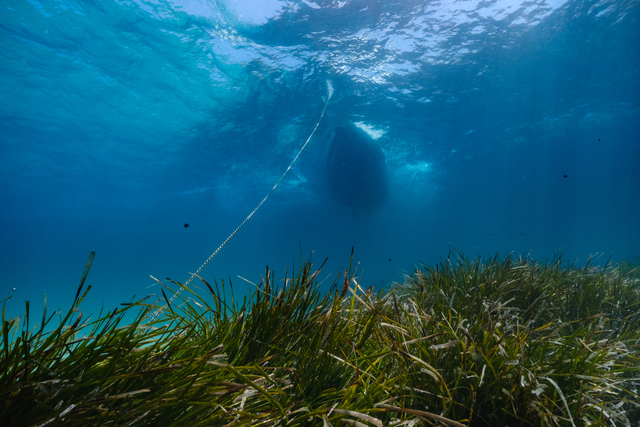 posidonia oceanica