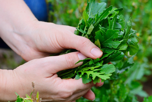 Rucola