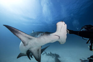 shark diving-1