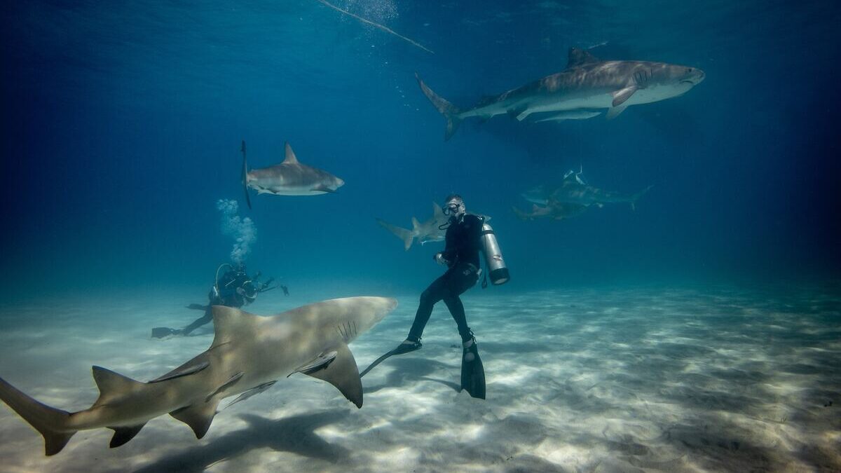shark diving