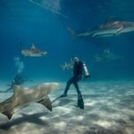 shark diving