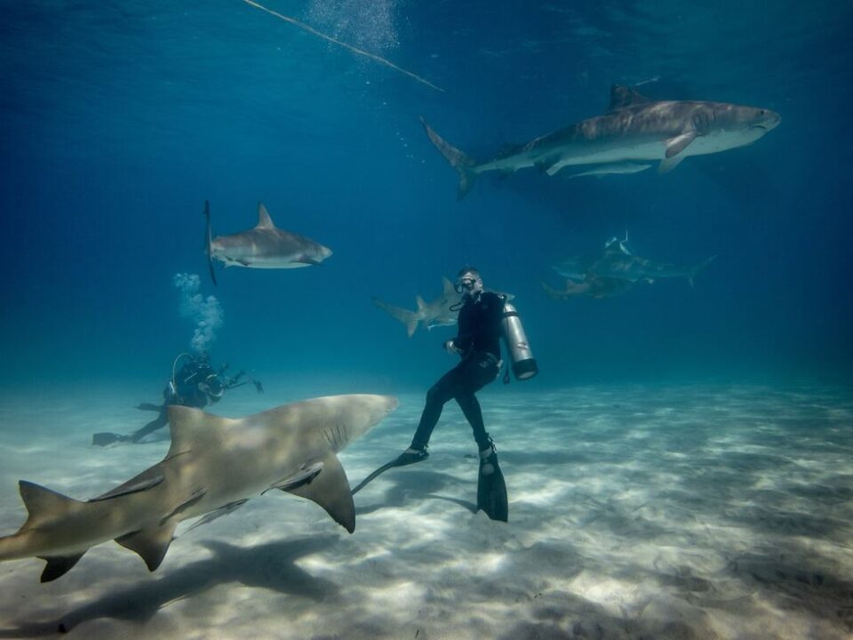 shark diving