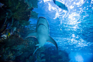 shark diving-2