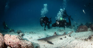 shark diving-3