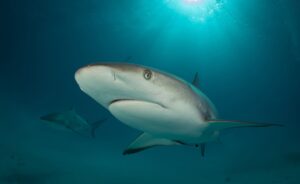 shark diving-4