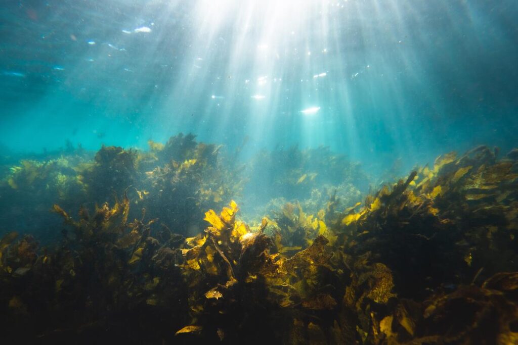 Vegetazione acquatica
