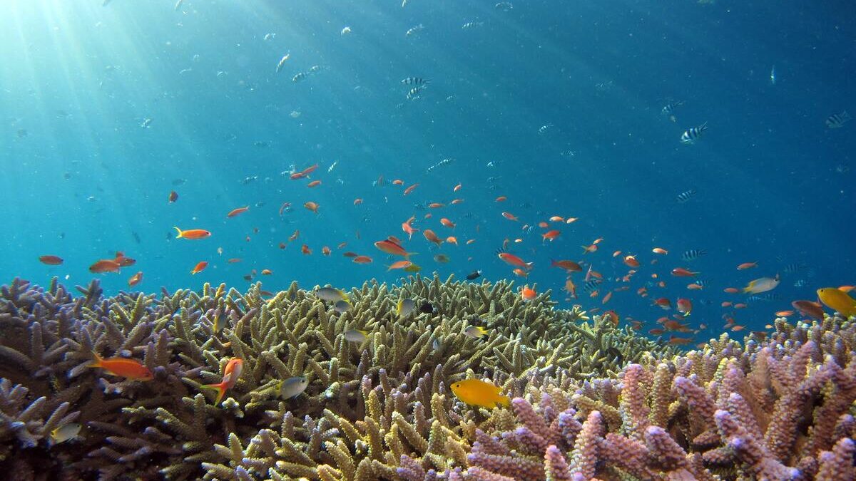 vegetazione acquatica di Lampedusa