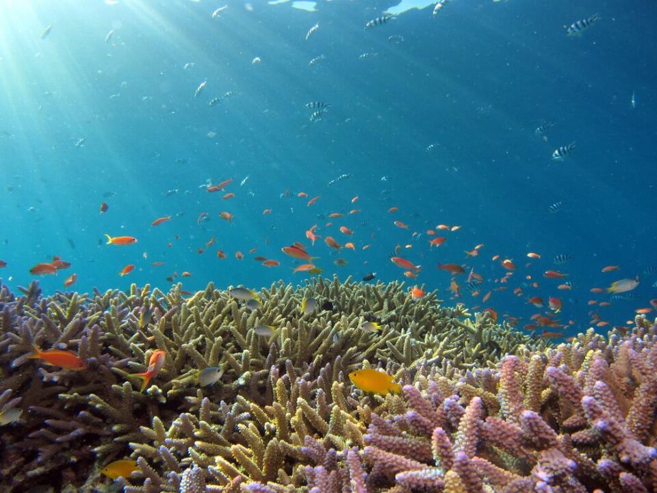 vegetazione acquatica di Lampedusa