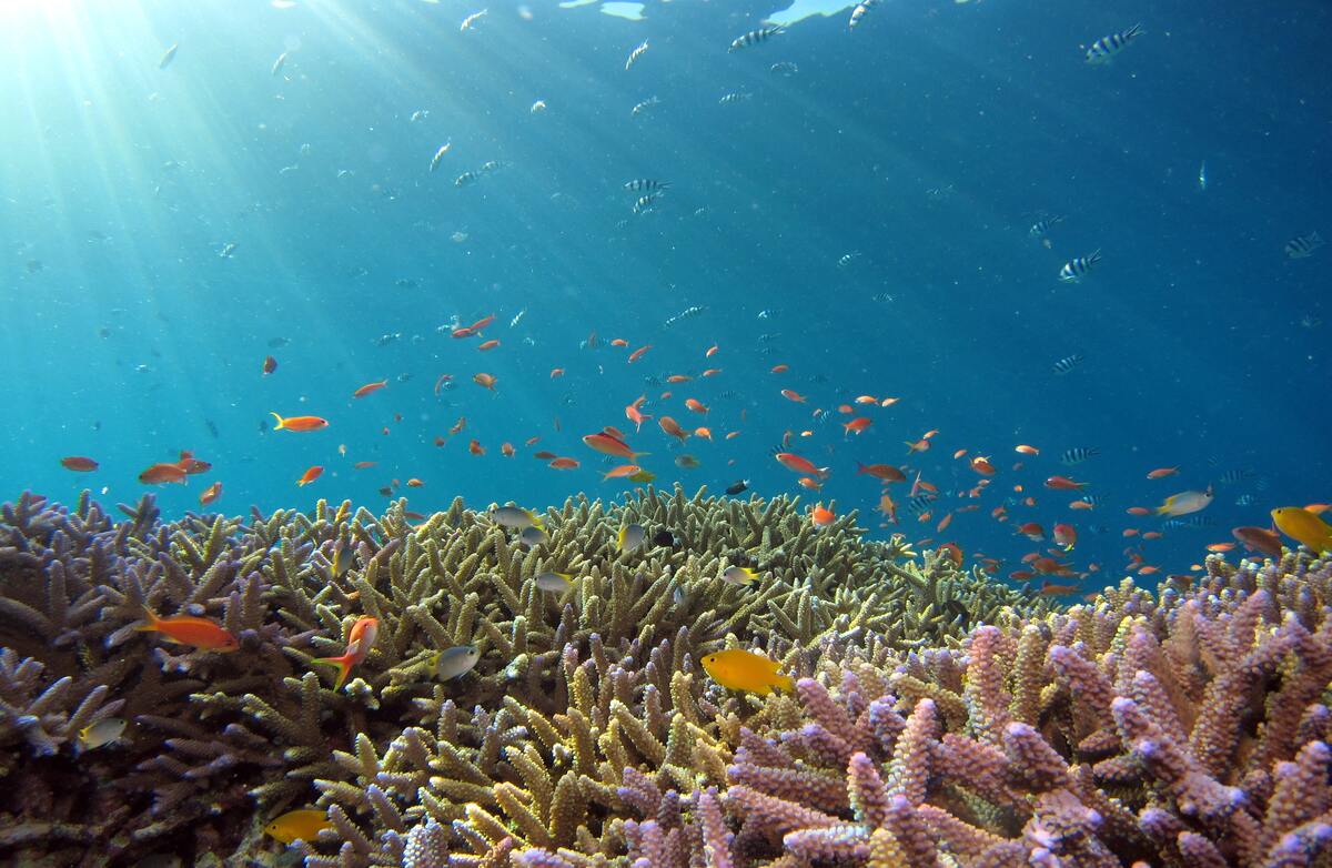 vegetazione acquatica di Lampedusa