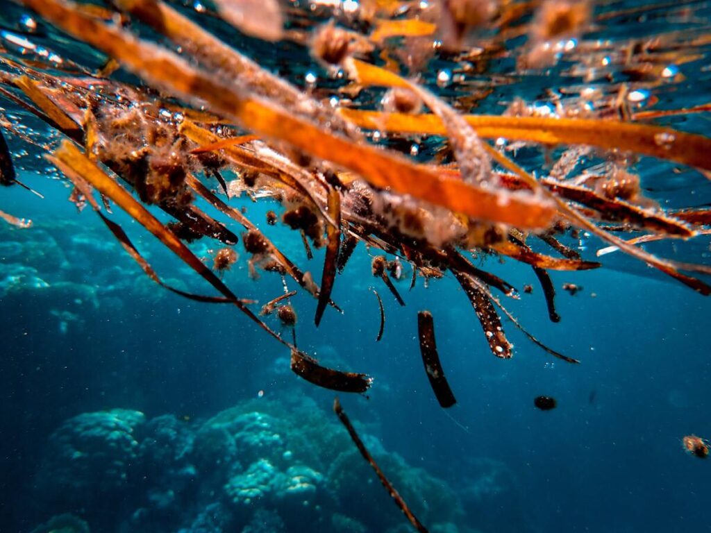 vegetazione acquatica di lampedusa