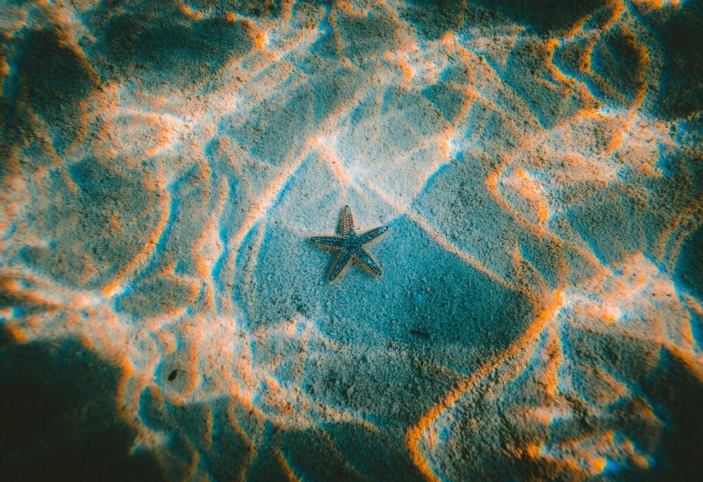 vegetazione acquatica di lampedusa