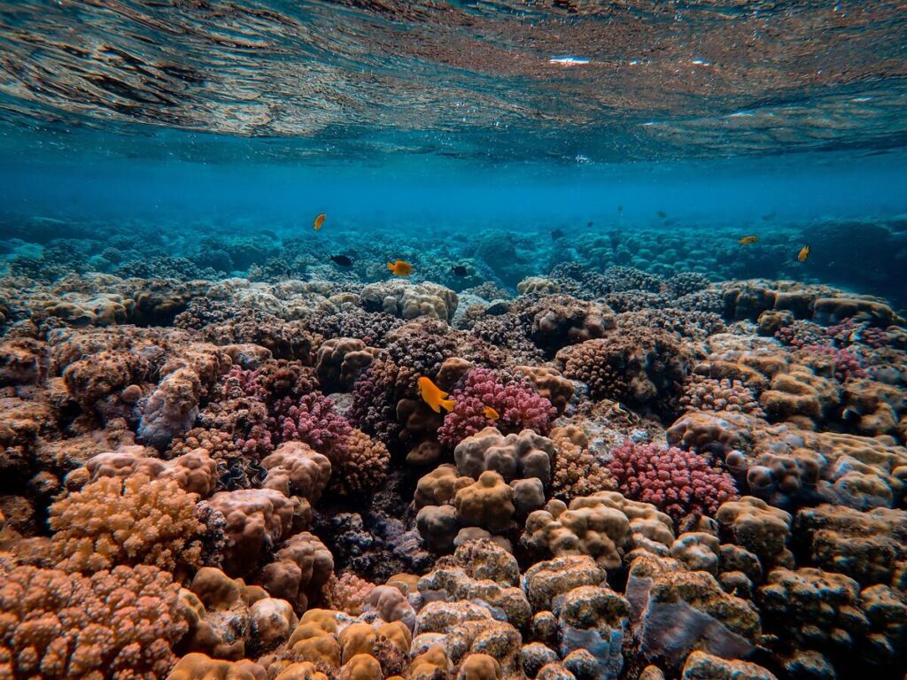vegetazione acquatica di lampedusa